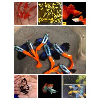3gram cám cho cá ăn tặng cho compo 4 cặp 7 màuu full redd, koi đỏ, blue tarzan, full gold, black.. trốngg máii