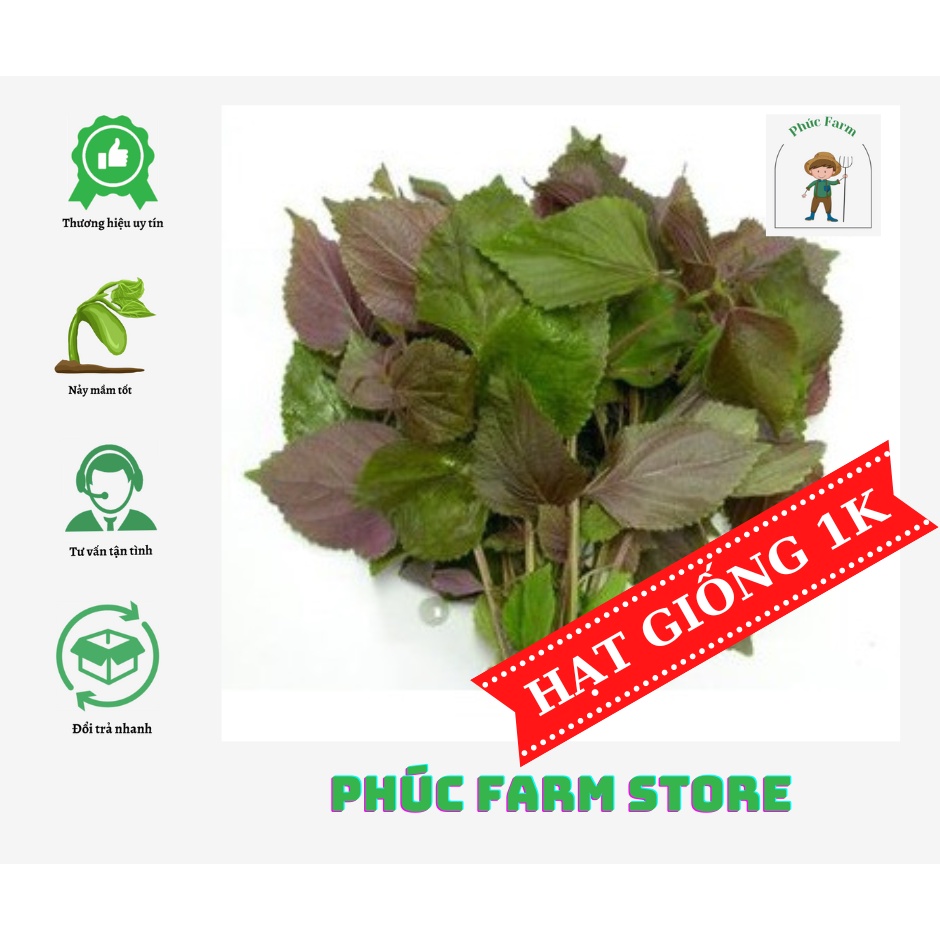 Deal 1K - Gói 50 hạt giống Tía tô - Tập làm vườn cùng Phúc Farm