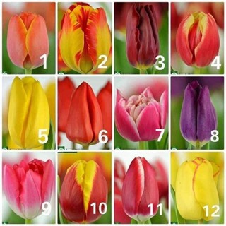 củ hoa tuylip chuẩn tết