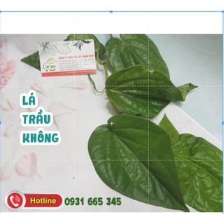 Lá trầu không tươi 1kg - lương y thanh bình