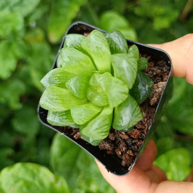 Sale 50%- Sen Đá Kim Cương Xanh Mập.