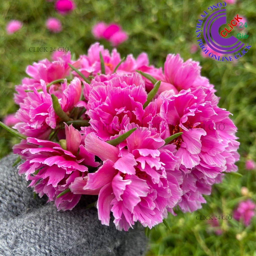 Cành Giống Hoa Mười Giờ MẪU ĐƠN Cánh tua Thái Kép Màu Mới Cành Tơ Siêu Khỏe Ra Rễ Sau 3 Ngày MiMa market