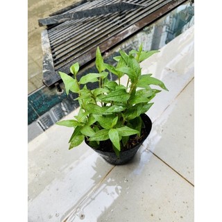 Chậu mềm giống RAU RĂM.