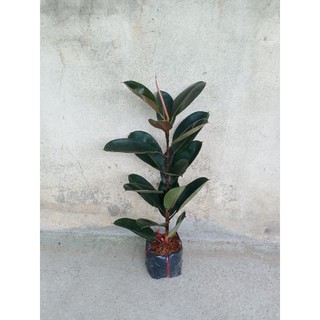 Cây đa búp đỏ 1 nhánh cao 60-70cm