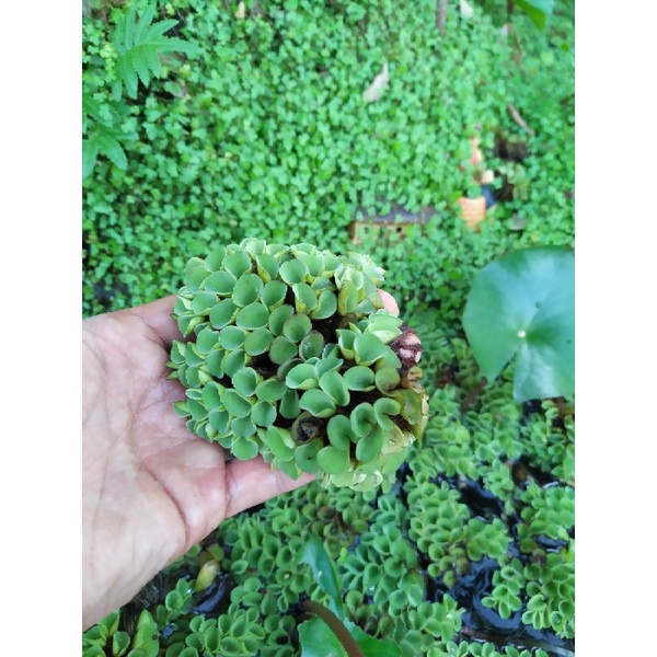 Bèo tai chuột,bèo ong