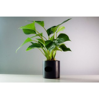 Cây 🌲 Môn Tai Phật Mệnh Thìn