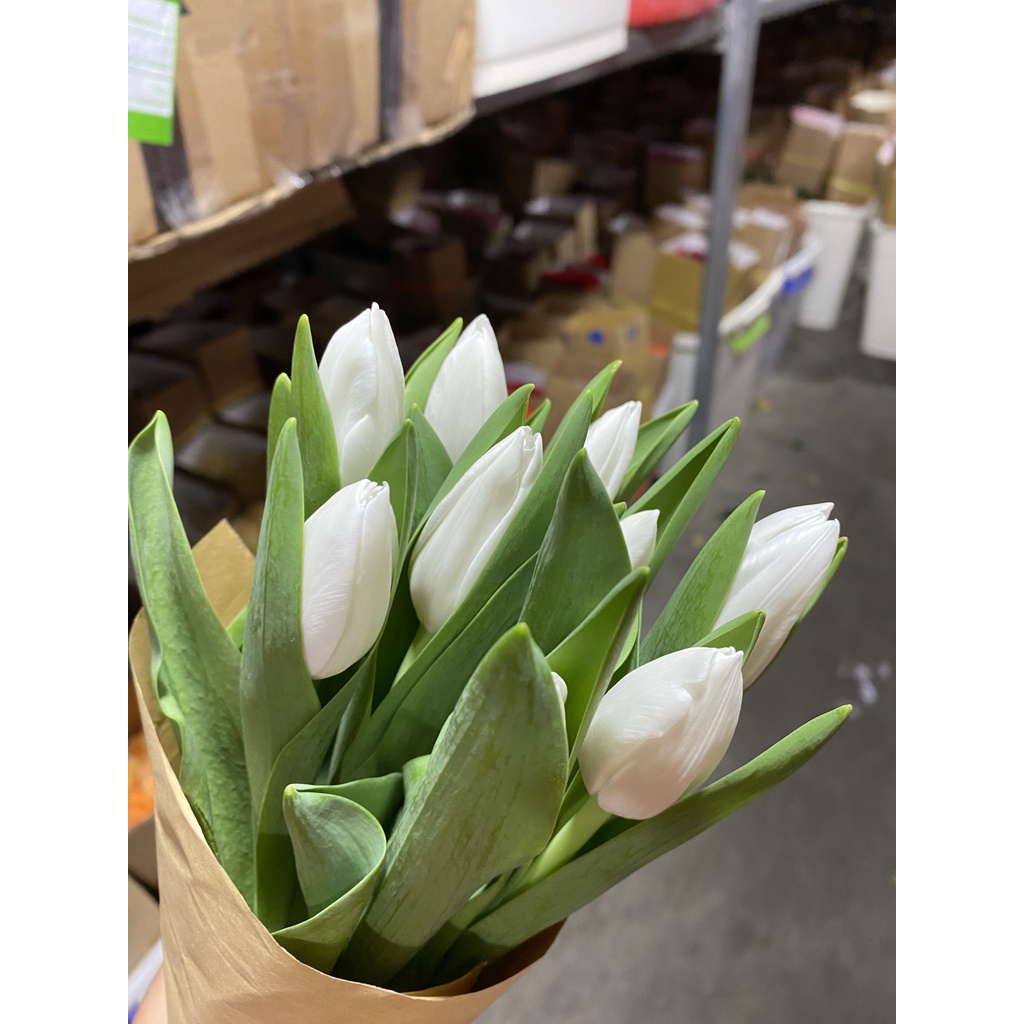 Hoa tulip tươi các màu | Ship hỏa tốc| Hoa tươi Gi.farm