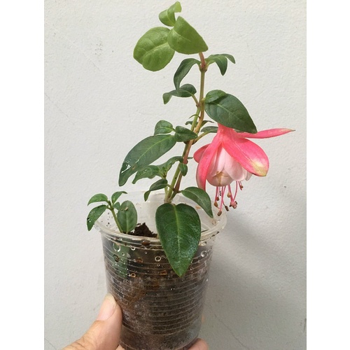 CÂY GIỐNG HOA LỒNG ĐÈN BÚP BÊ CẤY MÔ MÀU HỒNG # MUA 10 CÂY TẶNG 1 CÂY _ KÈM PHÂN BÓN CAO CẤP HỮU CƠ CÁ HỒI