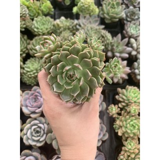 Sen Đá Ruby Xanh Full Size đã thuần khí hậu