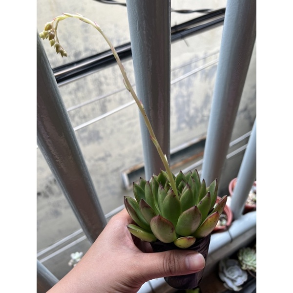 Sen đá viền đỏ cánh nhọn đang ra hoa - Tên tiếng anh: Echeveria Apus.