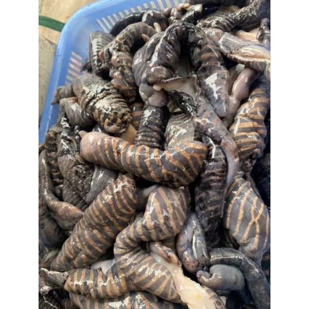 Nấm Biển Tươi Cấp Đông