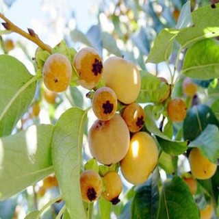 cây Giống Thị thơm lùn (Cây giống cho quả sớm, qủa thơm, sai quả)