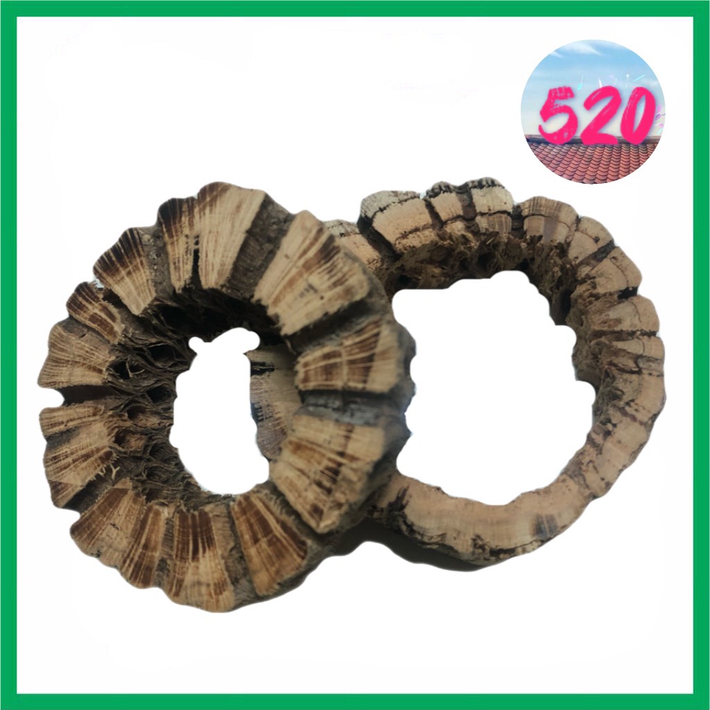 Lũa Cholla Teddy Bear loại cắt lát/ cắt khoanh/ cắt khúc