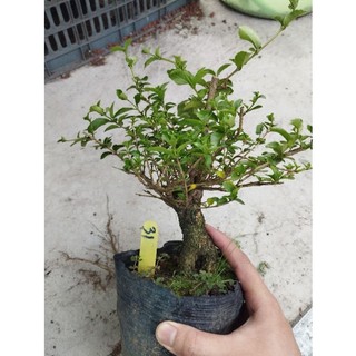 sam hương lùn lực gốc già