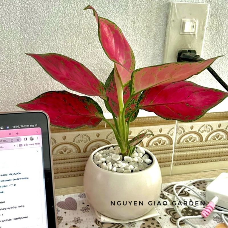 Cây vạn lộc đỏ, Cây thiên phú để bàn kèm chậu sứ