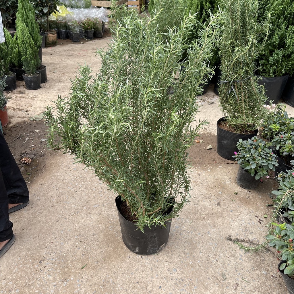 Cây hương thảo rosemary CỠ ĐẠI chiều cao 70-80cm tán rộng to trồng sẵn ổn định,tác dụng đuổi muỗi,làm gia vị