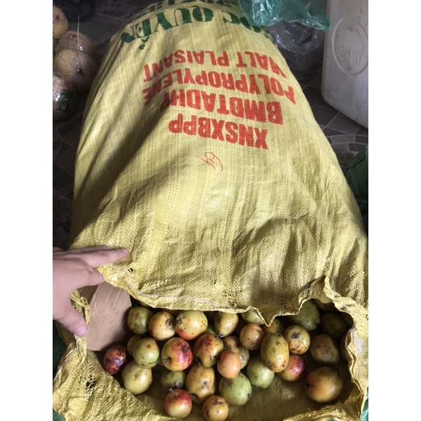 Táo mèo tươi ngâm rượu/ hàng cuối vụ chín