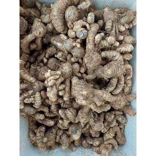 Củ nghệ đen tươi (gồm cả củ cái và củ nhánh) 1kg