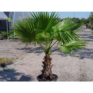 Hạt giống cây cọ mỹ ( Pritchardia filifera ) - 3 hạt (TẶNG gói kích thích hỗ trợ hạt nảy mầm)