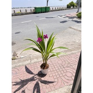 Cây địa lan tím