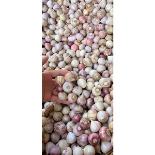 Tỏi cô đơn loại ngon 1 kg