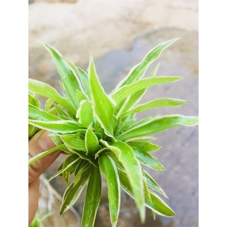 cụm cỏ lan chi