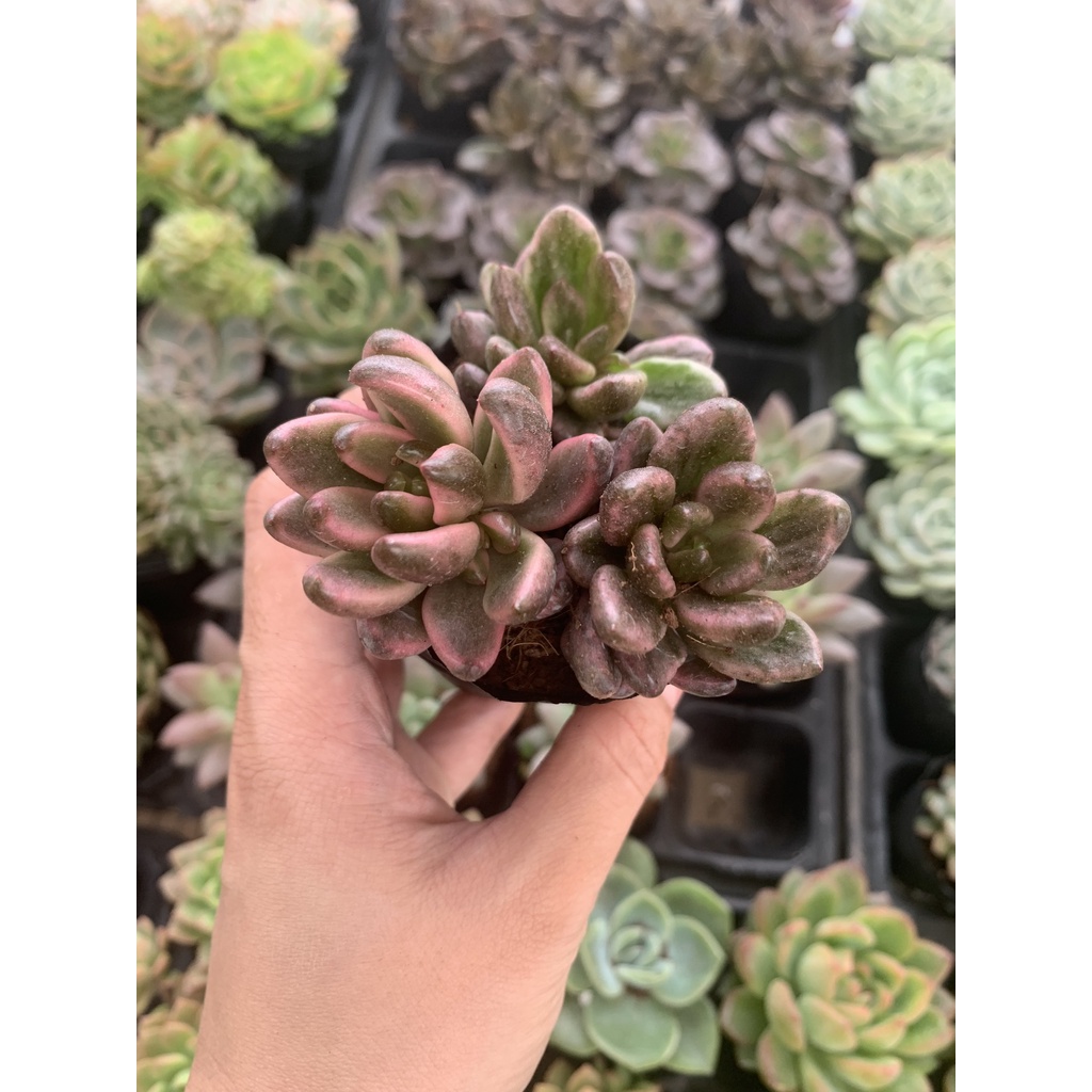 Sen Đá Đen Giống Mới Lạ Hiếm Full Size