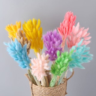 set 5 cành hoa Đuôi Thỏ khô ( bunny tails) siêu xinh (nhiều màu)