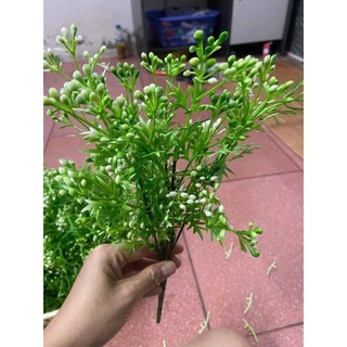 Cụm cỏ điểm gạo dùng để trang trí , cắm điểm chậu hoa