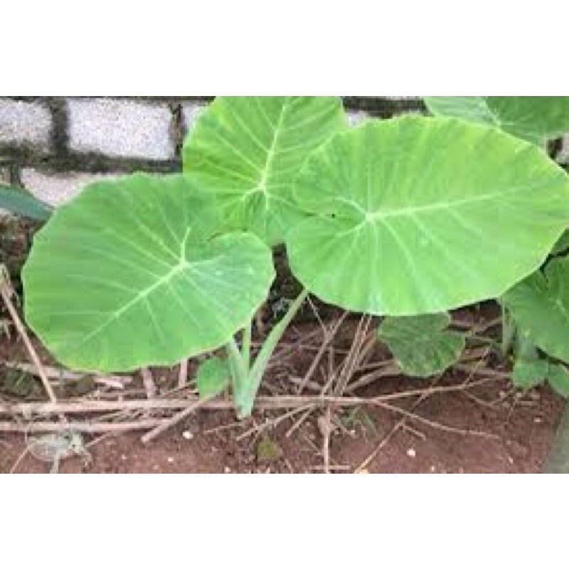 Giống cây dọc mùng thân tím- trắng