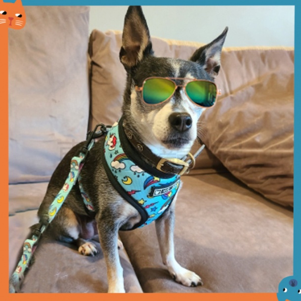 Kính Mát Chống Tia UV Dùng Chụp Ảnh Cho Thú Cưng