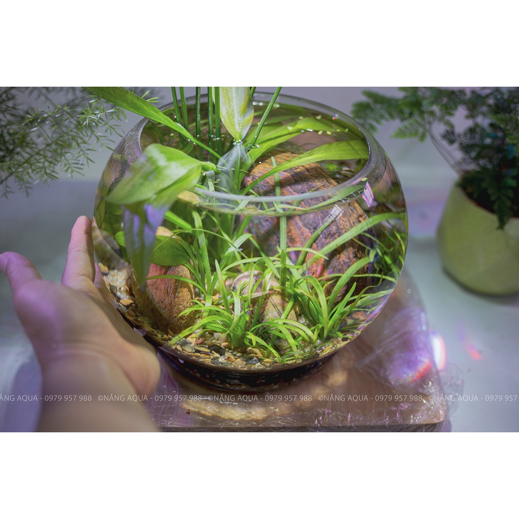 Bình Thủy Tinh tròn siêu trong_Chuyên dùng trồng cây thủy sinh, bể thủy sinh