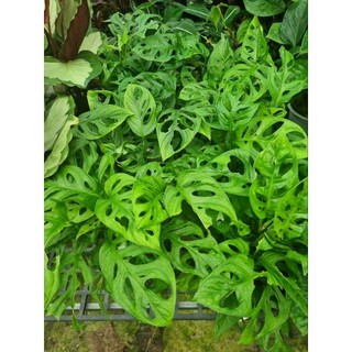 Cây Monstera adansonii - Trầu bà lổ