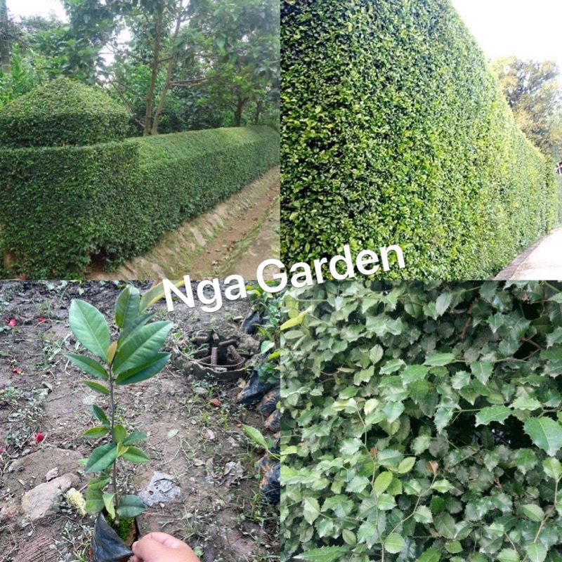 5 cây ô rô giống làm hàng rào chống trộm