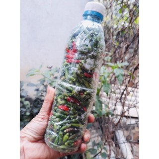 Ớt thóc Lạng Sơn xóc muối cay giòn ăn quanh năm, 50k/1 chai