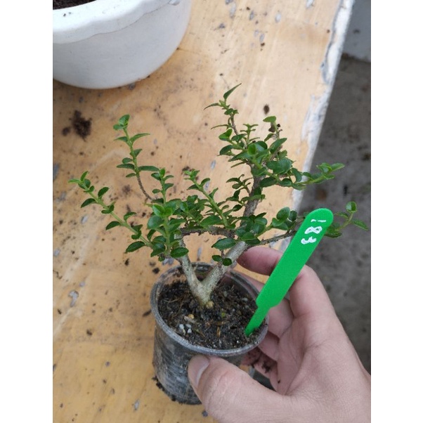 Sam hương mini táng mịn