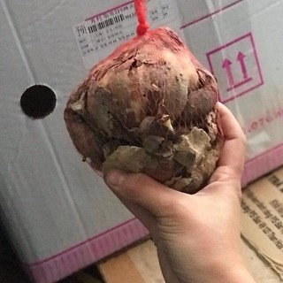 Combo 2 củ giống hoa thủy tiên - chất lượng củ giống cao