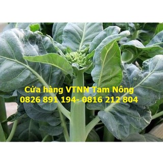 HẠT GIỐNG CẢI LÀN THÂN MẬP