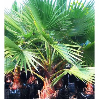 Hạt giống cây cọ mỹ ( Pritchardia filifera ) - 5 hạt (TẶNG gói kích thích hạt nảy mầm)