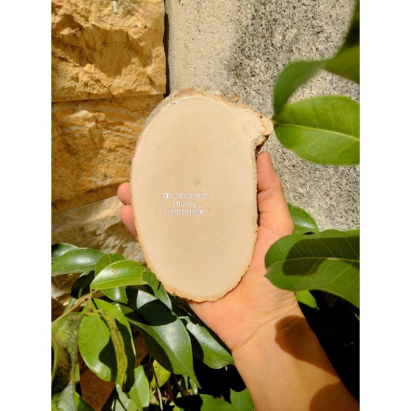 Lát Gỗ cưa xéo dài 12_15cm