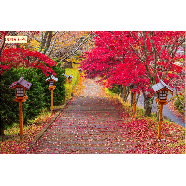 Tranh 3D mùa thu rừng lá vàng rơi được tìm kiếm nhiều nhất