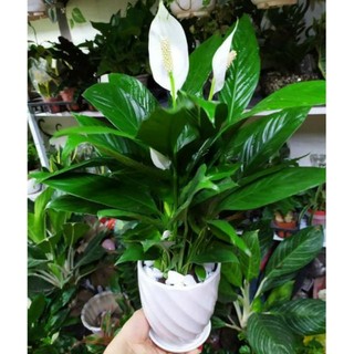 Cây lan ý giống cỡ lớn - 1 cây