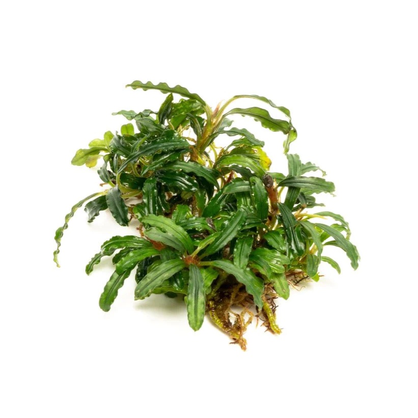 Bucep Xanh - Bucephalandra Wavy Green - Bucephalandra Pygmaea Bukit Kelam