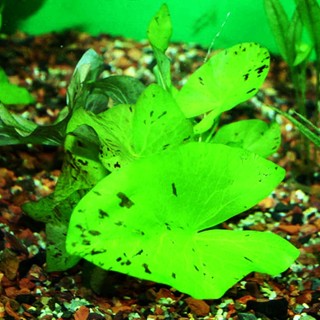 Củ sen Tiger green mini