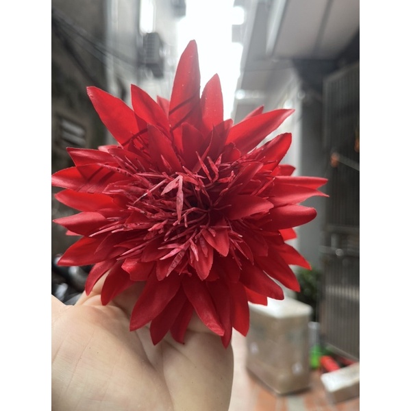 hoa cúc râu nhọn