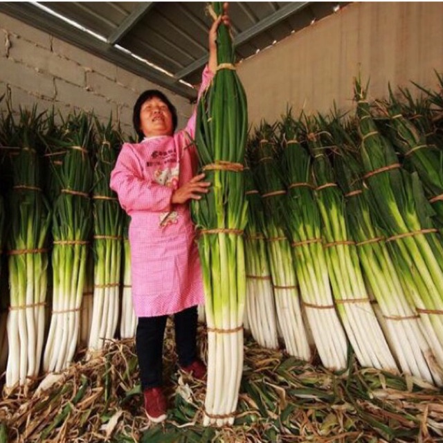 300 hạt giống Hành khổng lồ Baro F1