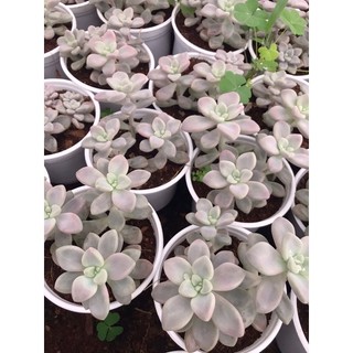 SEN ĐÁ SỎI HỒNG ĐÀ LẠT SIZE TRUNG