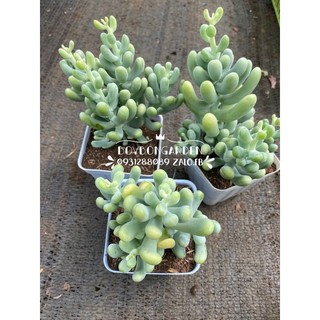 Cây sen đá ngón tay, san hô[Có sẵn] 🌵  [Chính hãng]⚡ [Ảnh thật] ❤  [FreeShip]