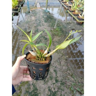 Hoa lan denro chớp sữa Enobi đang nụ hoa