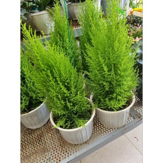 Cây tùng thơm -upressus macrocarpa